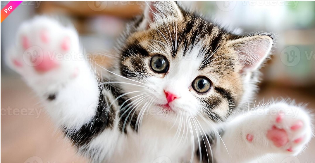 Cat Image